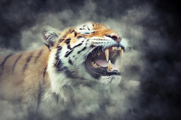 Tigre em fumaça — Fotografia de Stock