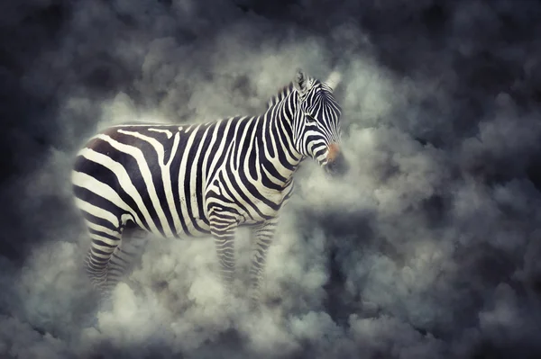 Zebra in smoke — Stock Photo, Image