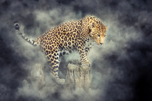 Leopard portrait in smoke on dark background — Stock Photo, Image