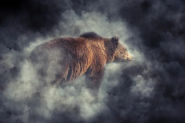 煙の中のヒグマ — ストック写真