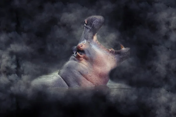 煙でカバ — ストック写真