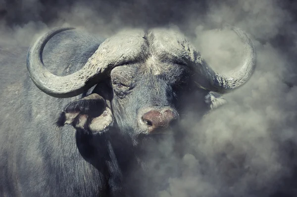 Buffalo w dym — Zdjęcie stockowe
