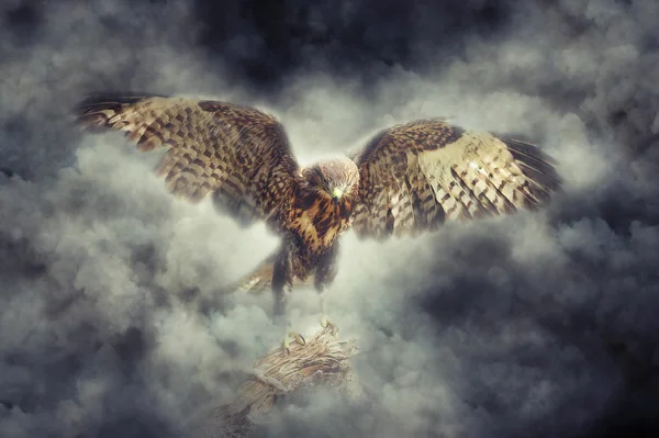 Eagle in smoke — Stock Photo, Image