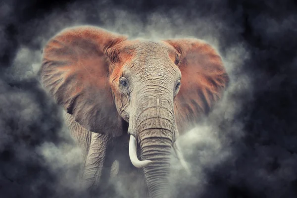 Slon v kouři — Stock fotografie