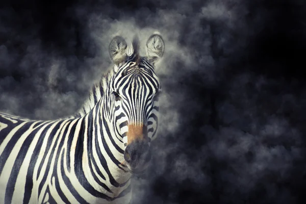 Zebra i rök — Stockfoto
