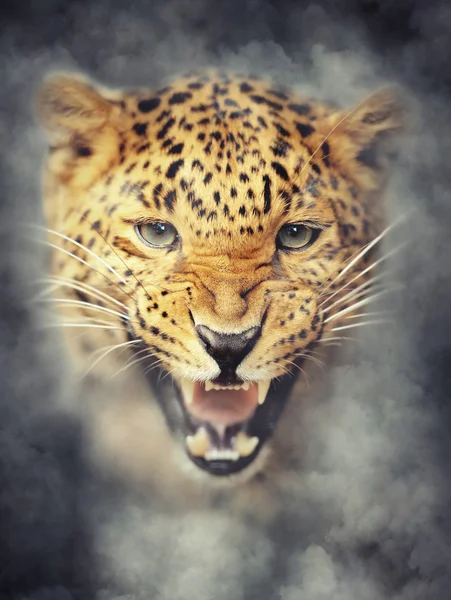 Retrato de leopardo em fumaça no fundo escuro — Fotografia de Stock