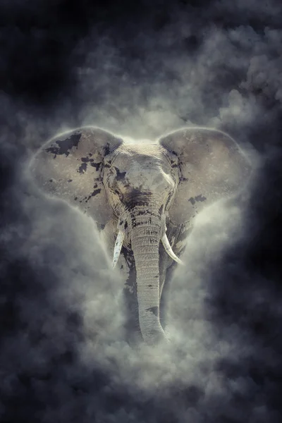 煙の中の象 — ストック写真