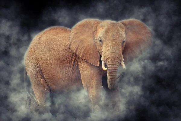 Elephant in National park of Kenya — Stock Photo, Image