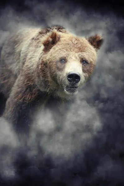 Oso pardo (Ursus arctos) en la naturaleza —  Fotos de Stock