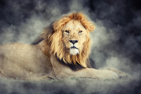 Lion in smoke on dark background — Stock Photo, Image