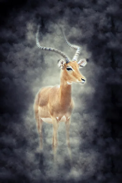 Impala im Rauch — Stockfoto