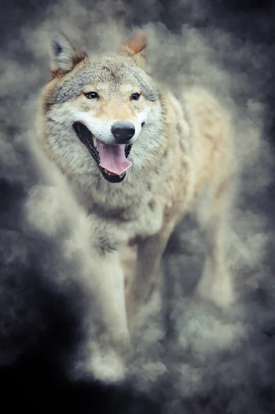 Wolf in rook — Stockfoto