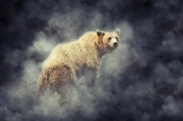 Bruine beer (Ursus arctos) in de natuur — Stockfoto