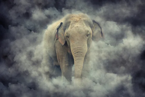 Elephant in smoke — Stock Photo, Image