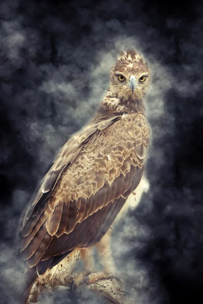 Tawny eagle in smoke — Stock Photo, Image