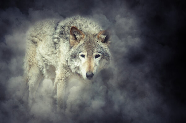 Wild grey wolf in smoke on dark background