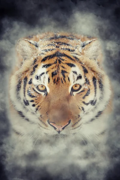 Tigre in fumo — Foto Stock