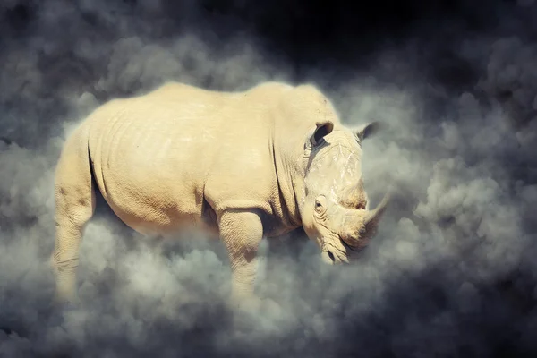 Rhino i rök — Stockfoto