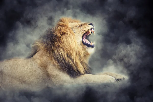 Lion in smoke on dark background — Stock Photo, Image