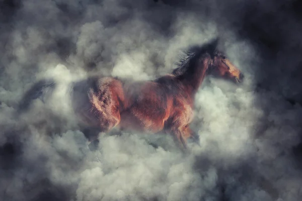 Лошадь в дыму — стоковое фото