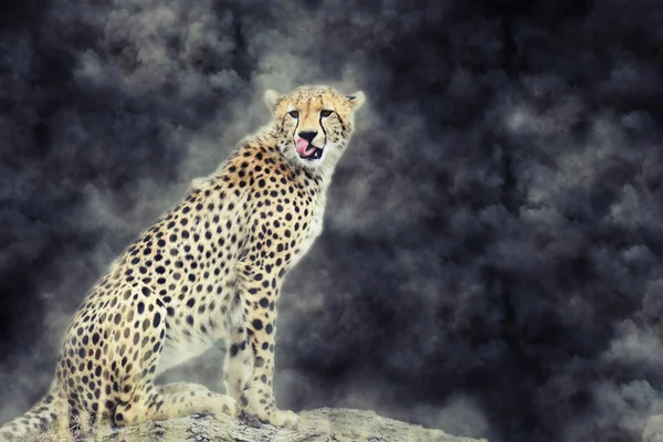 Wilde Afrikaanse cheetah in rook — Stockfoto