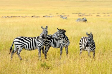Zebra otlakta Afrika