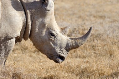 Afrikalı beyaz rhino