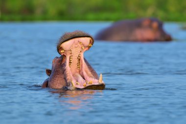 Su aygırı (su aygırı amphibius) 