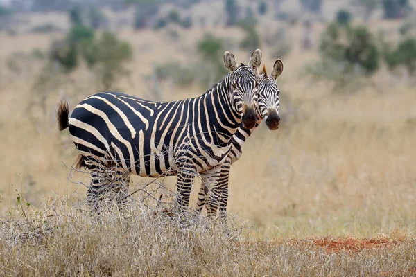 Zebra op grasland in Afrika — Stockfoto