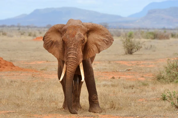 Elefant im Nationalpark Kenia — Stockfoto