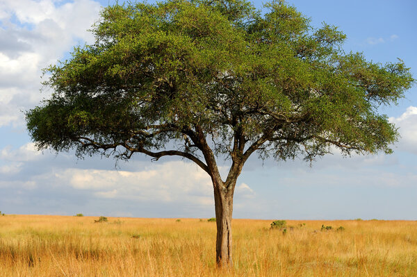 Beautiful landscape with tree in National park of Kenya, Africa