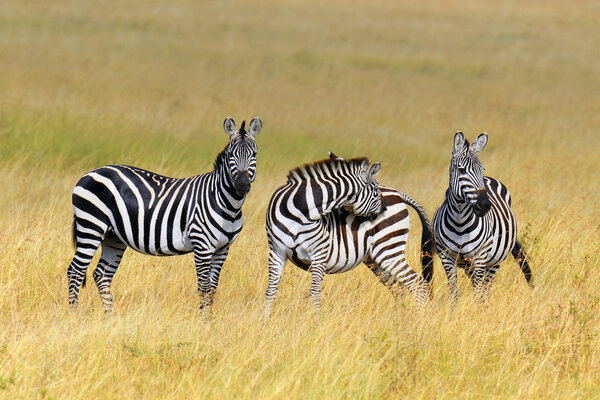 Zebra on grassland in Africa, National park of Kenya