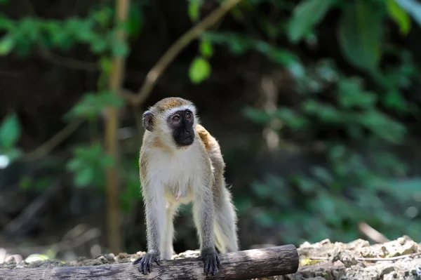 Singe vervet dans le parc national du Kenya — Photo