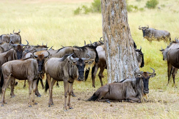 Wildebeest no Parque Nacional da África — Fotografia de Stock