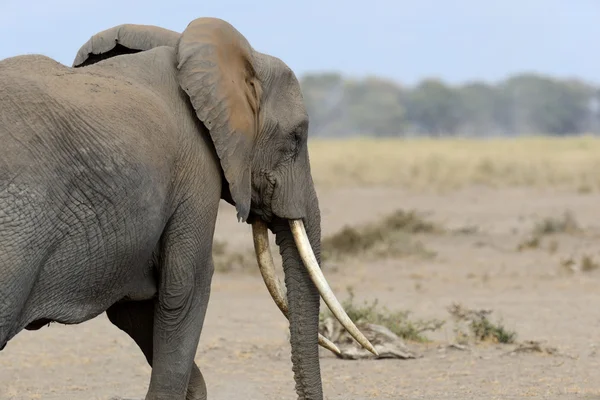 Elephant in National park of Kenya — Stock Photo, Image