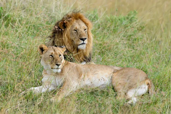 Lion in National park of Kenya — Stock Photo, Image