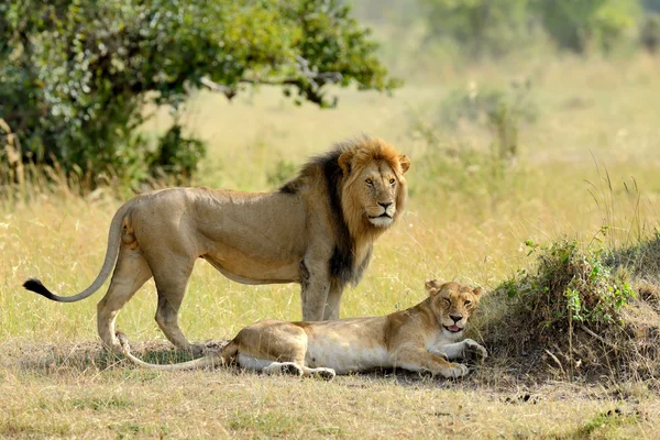 Oroszlán nemzeti park Kenyában — Stock Fotó