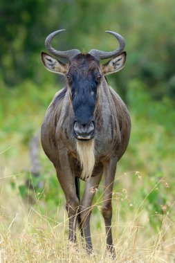 Afrika'nın milli parkta wildebeest