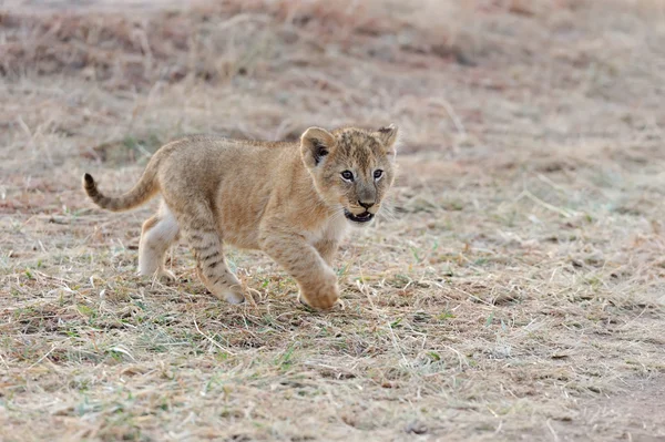 African lion cub — Stock Photo, Image