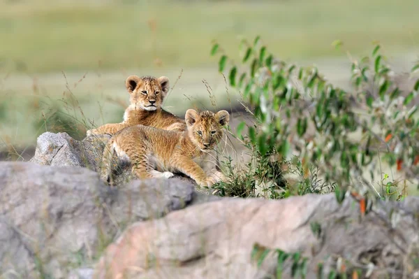 Afrika aslanı yavrusu — Stok fotoğraf