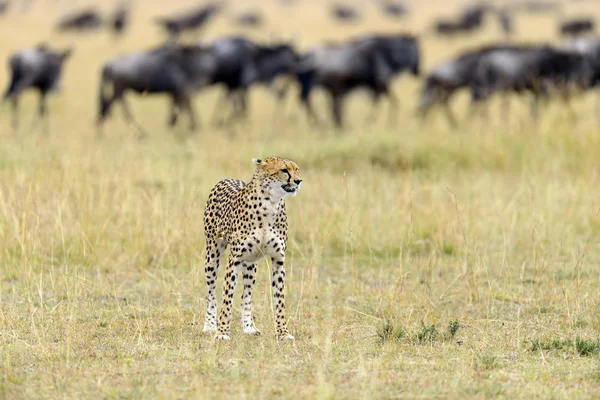 Guepardo salvaje africano — Foto de Stock