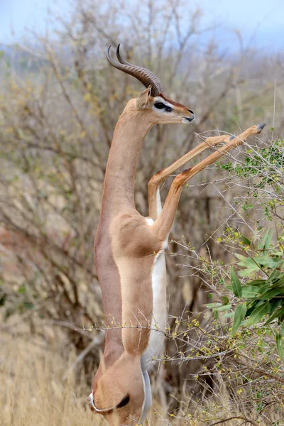 Gerenuk de pie para alcanzar hojas — Foto de Stock