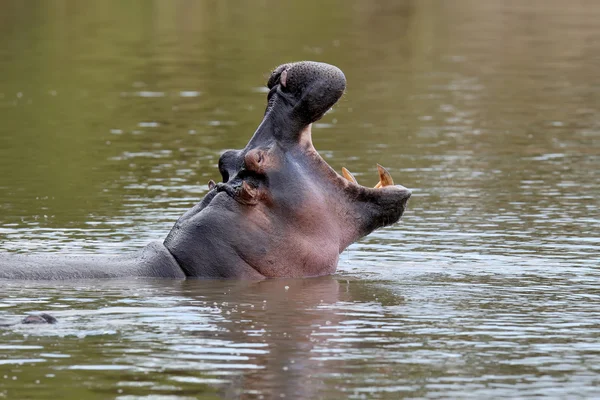 Su aygırı (su aygırı amphibius) — Stok fotoğraf