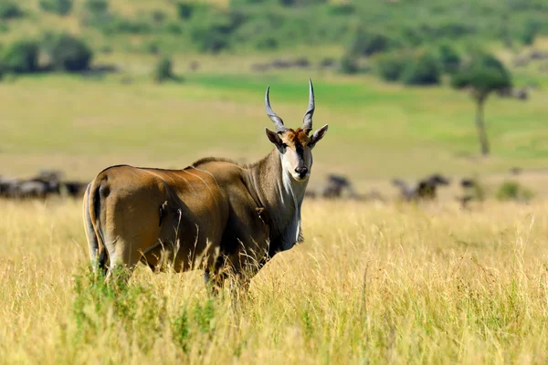 Większa kudu (Tragelaphus strepsiceros) — Zdjęcie stockowe