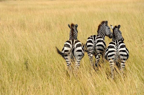 Zebra auf grasland in afrika — Stockfoto