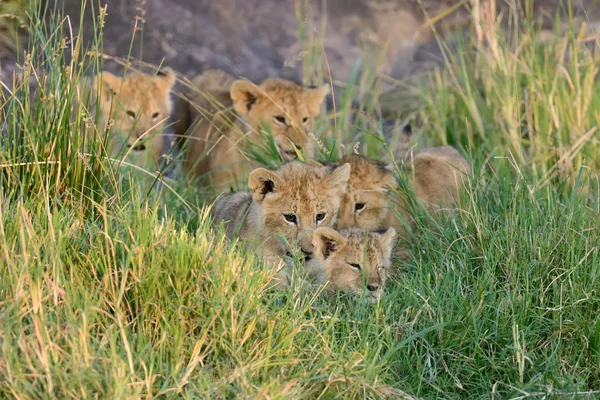 Afrikanska lejon unge — Stockfoto
