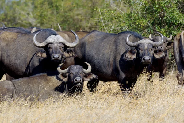 Toro salvaje de búfalo africano — Foto de Stock