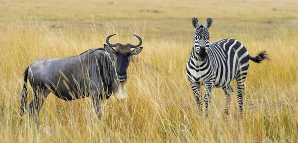 Zebra és gnú, a legelőn Afrikában — Stock Fotó