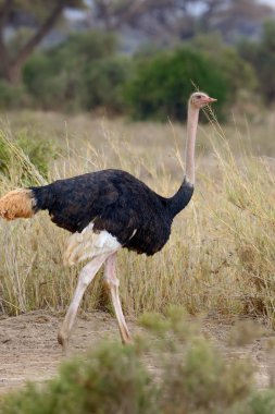 Afrika devekuşu (struthio camelus)