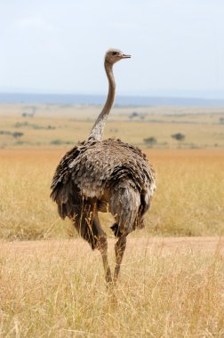Afrika devekuşu (struthio camelus)